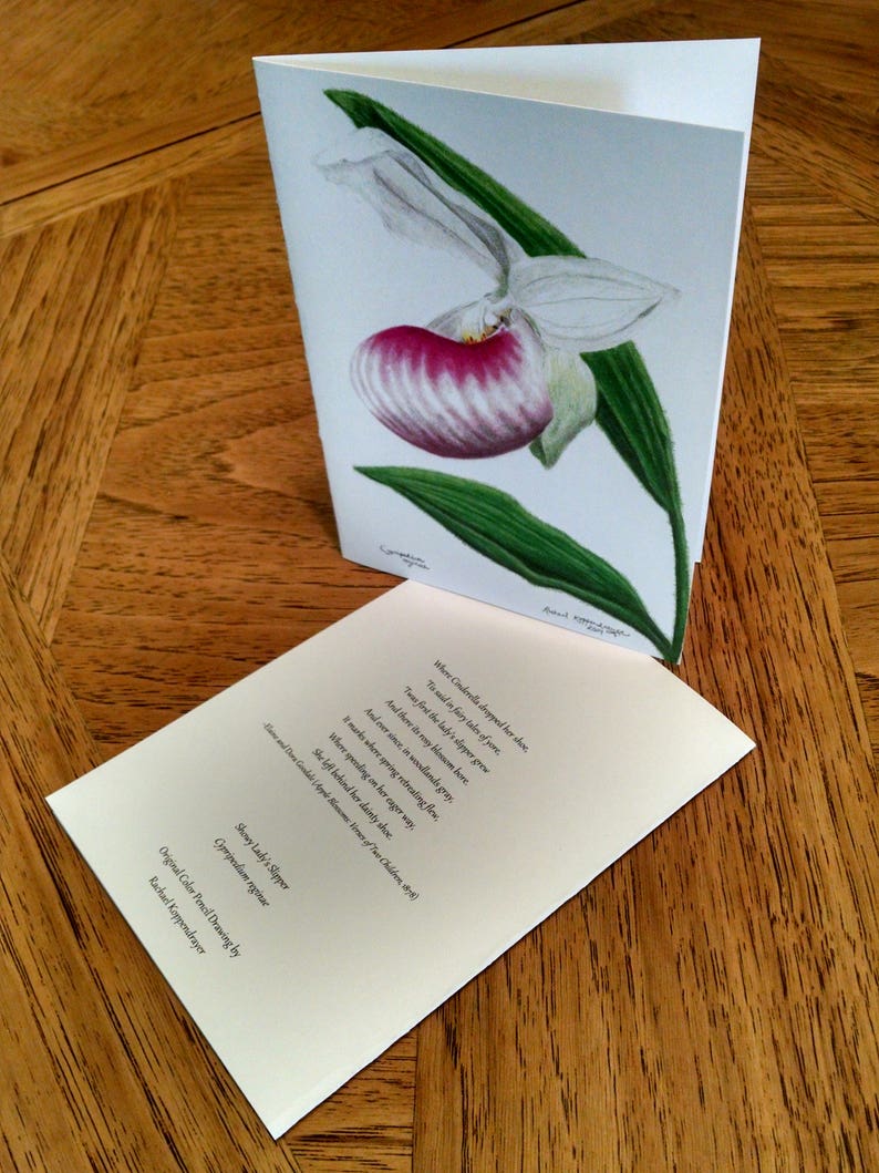 5X7 Art Card Showy Lady's Slipper image 1
