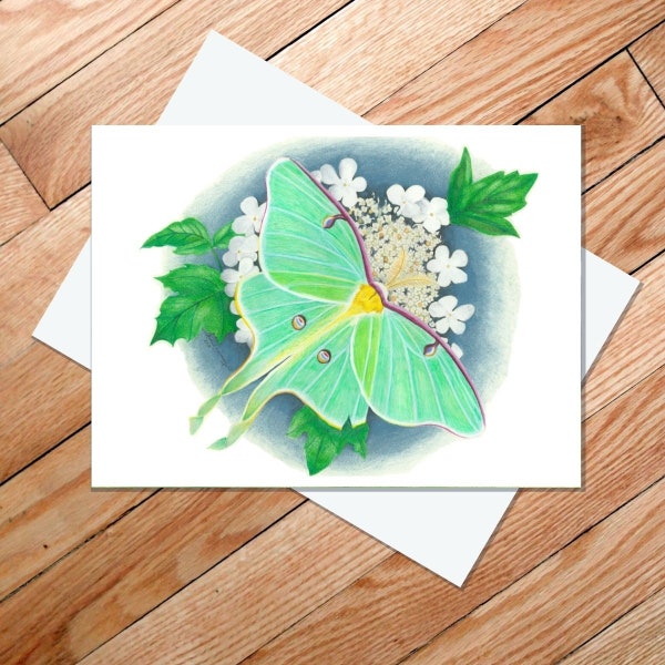 5X7 Art Card - Luna Moth on Highbush Cranberry Blossoms