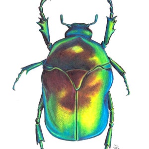 Beetle colorful bug 8x10&quot; archival giclee print