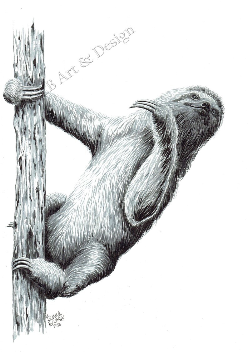 Sloth Hanging on a Tree Ink Drawing Archival Giclee Print Etsy