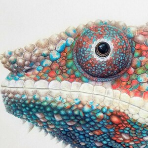 Chameleon colored pencil vibrant lizard archival giclee print 11x14&quot;