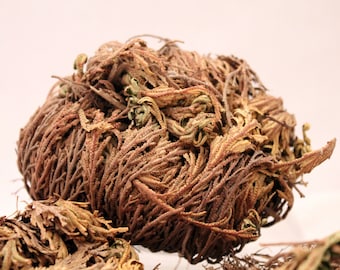 Jericho Flower - Resurrection Plant Rose of Jericho - Love Luck HooDoo VooDoo Spiritual Metaphysical - Dee's Transformational Healing