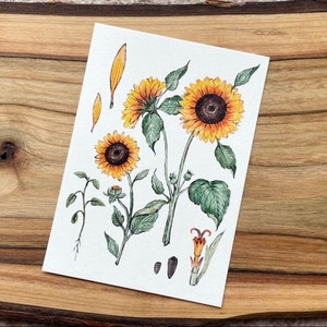 Postcard Vintage Sunflower