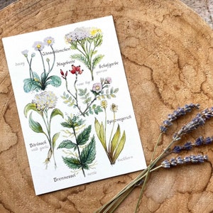Postal hierbas silvestres