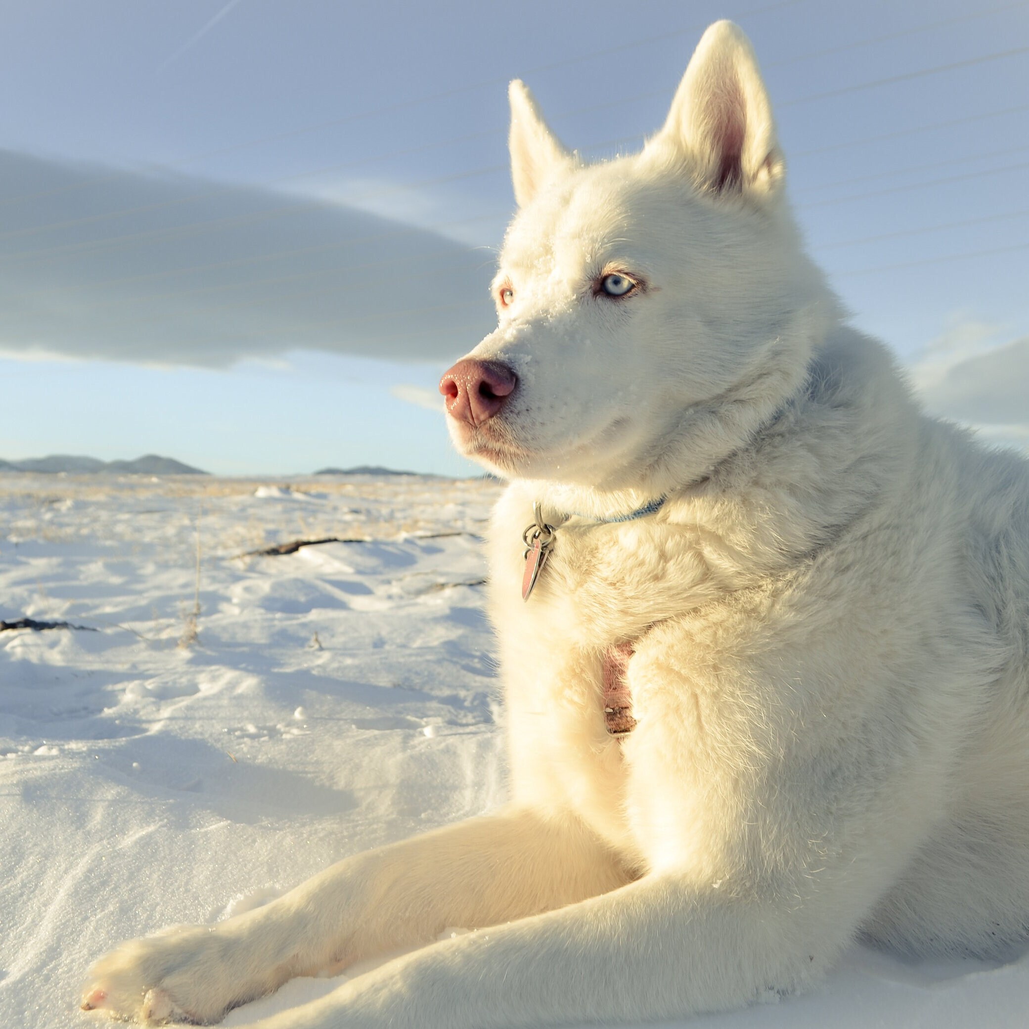 The Husky Who Couldn't Howl, Children's Book, Dog Book, Kids Book ...