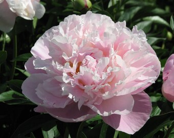 Peony/paeonia plant 'Lady Alexandra Duff' 2/3 eyes bare root Shipping Apr 2024