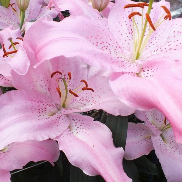 3 Fragrant lilium oriental 'Josephine' lily 16/18cm bulbs shipping April 2024