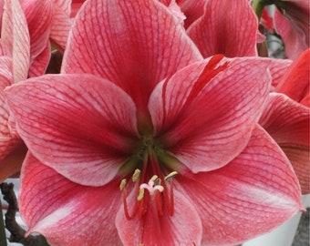 May include: Close-up of a vibrant Amaryllis flower with large, layered petals. The flower showcases a gradient of red and white hues, with prominent veining. The center reveals yellow stamens and a green base, creating a striking floral display.