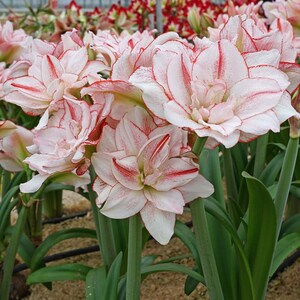 Amaryllis Dutch Double ‘striped Amadeus’ 32/34 Cm - Etsy