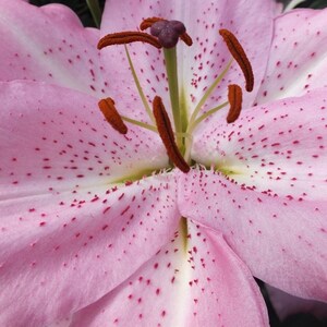 3 Fragrant Lilium Oriental 'josephine' Lily 16/18cm Bulbs Shipping ...