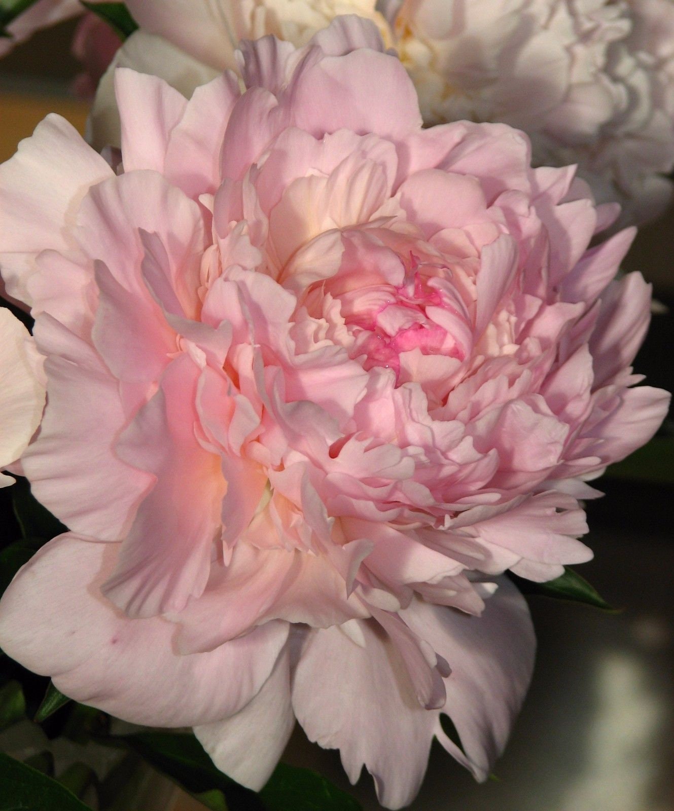 Peony/paeonia plant ‘Madame Calot’ 2/3 eye bare root | Etsy