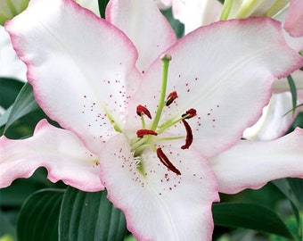 3 Fragrant lilium oriental 'Brasilia' lily jumbo 16/18cm bulbs shipping April 2024