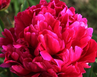 Peony/paeonia plant 'Karl Rosenfield' 2/3 eyes bare roots Shipping Apr 2026