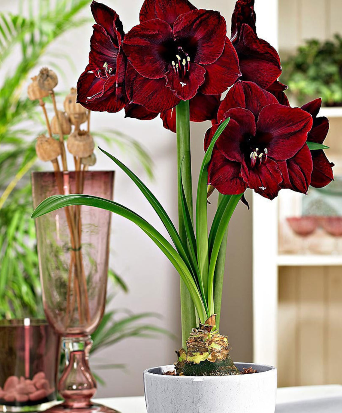 Amaryllis dutch 'Black Pearl' 3234 cm Jumbo bullbs Etsy