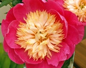 Item from this shop
