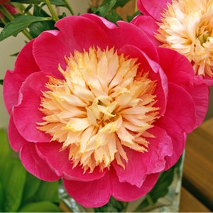 May include: A close-up of a pink peony flower with a creamy yellow center. The flower has many petals and is in full bloom.