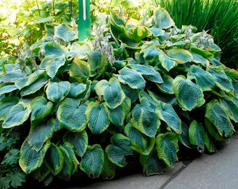 1 Hosta blue  #1 size plant 'Frances Williams ' bare root Shipping Apr 2024