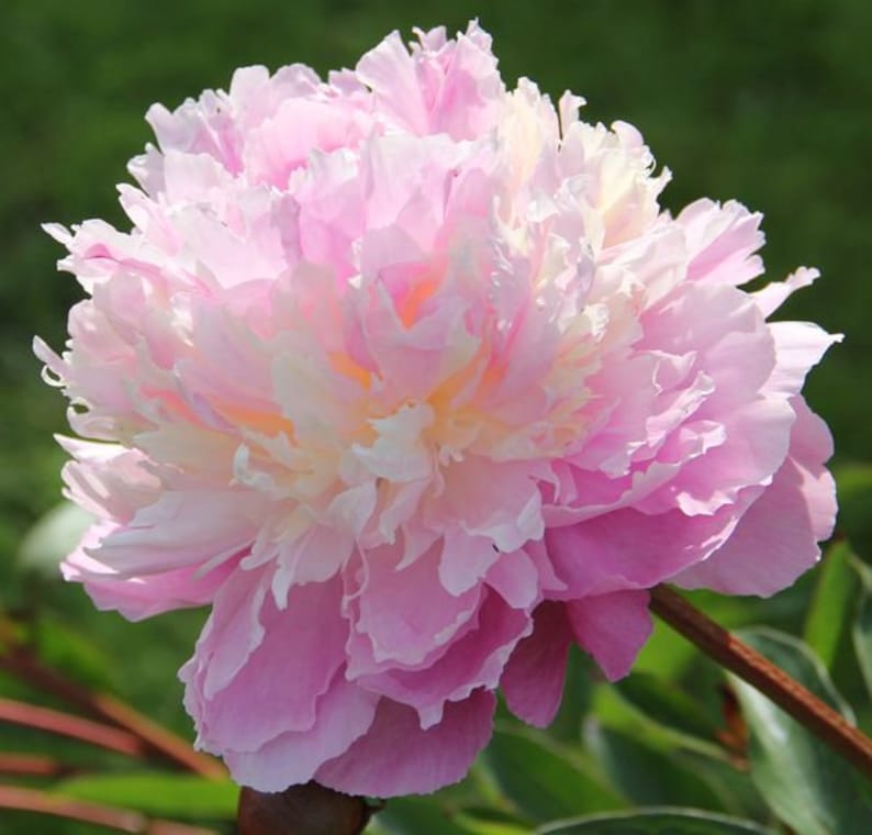 Peony/paeonia plant �sorbet� 3/5 eyes bare root Etsy
