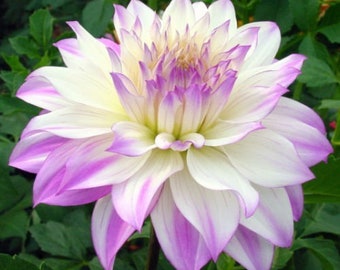 2 Dinner Plate #1 Size Dahlia Tuber/Root/Bulb 'Ferncliff Illusion' shipping April 2024
