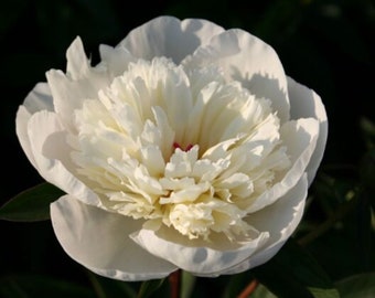 Peony/paeonia plant 'Immaculee' 3/5 eye bare root Shipping Apr 2024