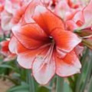 May include: Close-up of a vibrant amaryllis flower with large, ruffled petals. The petals display a striking contrast of white edges and a deep red-orange center. Green foliage provides a natural backdrop, highlighting the flower's intricate details.