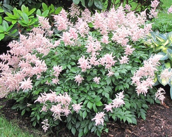 2 Astilbe 3/5 eye 'Peach Blossom' bare root plant shipping Apr 2024