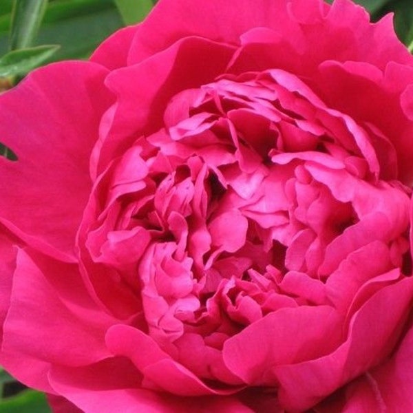 Peony/paeonia plant 'Kansas' 3/5 eyes bare roots Shipping Apr 2024