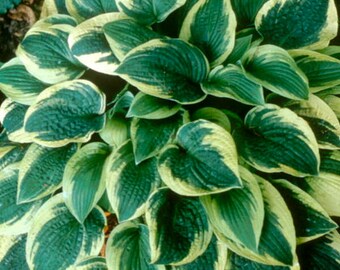 1 Hosta blue #1 size plant 'Wide Brim' bare root Shipping Apr 2024