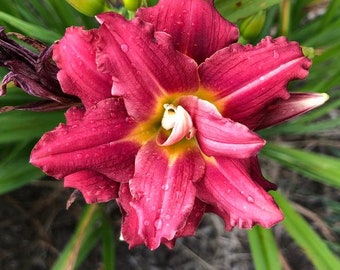 2 Hemerocallis 2/3 eye daylilly 'double pardon me' bare roots Shipping Apr 2024