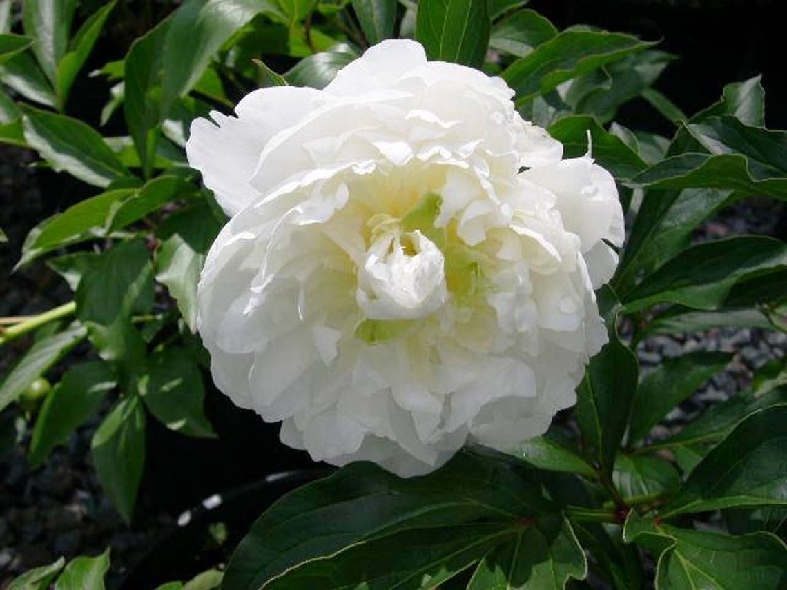 Peony/paeonia Plant 'duchess De Nemours' 3/5 Eyes Bare Etsy