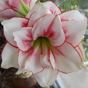 Amaryllis dutch double &#39;Elvas&#39; 32/34 cm Jumbo bulbs shipping Oct. 2025