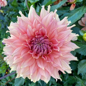 May include: A large, pink dahlia flower with a deep pink center. The flower is in full bloom and has many petals. The flower is surrounded by green leaves.