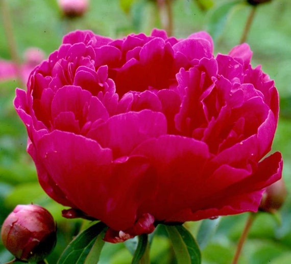 Peony/paeonia Plant 'bunker Hill' 3/5 Eyes Bare Root Etsy
