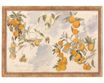 Watercolor Oranges | Wall Art Prints | Botanical Decor | Printed and Shipped Art | High Quality Prints | Oranges Wall Art | Giclee Art Print
