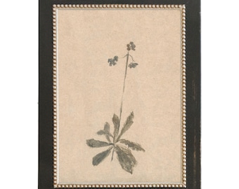 Wildflower Study II. Framed Botanical Art. Moody Art Prints. Mid Century Modern Decor