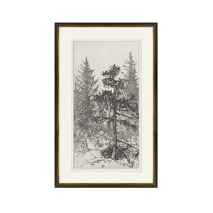 Trees Etching 2. Trees Wall Art Printed. Botanical Etching.