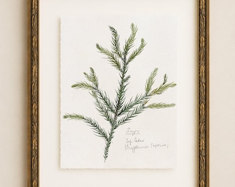 Illustration botanique Evergreen Branch II, art mural vintage de conifères, décoration rustique de forêt, style cottagecore.