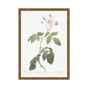 Classic Herbarium VII. Herbarium Prints. Pressed Botanical Drawing. Vintage Dried Flower Art. Botanical Print. Herb Wall Art. scientific art