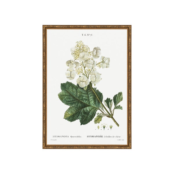 Classic Herbarium IV. Botanical Print Set. Kitchen Art Botanical Art Print Set. Herb Wall Art. Vintage Farmhouse Wall Decor Antique Wall Art