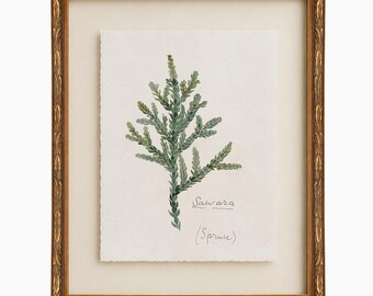 Illustration de branche de sapin, art mural botanique vintage de Noël, décoration végétale des fêtes, cadre doré style antique