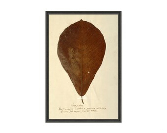 FRAMED. Herbarium XIII. Framed Botanical Herbarium Art. Kitchen Counter Decor. Framed Botanical Artwork. Framed Beige Wall Art.