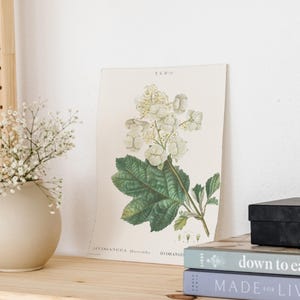 Classic Herbarium IV. Botanical Print Set. Kitchen Art Botanical Art Print Set. Herb Wall Art. Vintage Farmhouse Wall Decor Antique Wall Art
