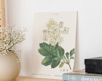 Classic Herbarium IV. Botanical Print Set. Kitchen Art Botanical Art Print Set. Herb Wall Art. Vintage Farmhouse Wall Decor Antique Wall Art