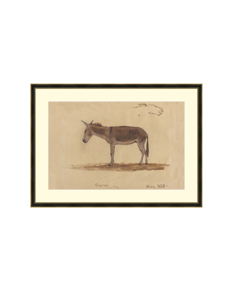 May include: A framed drawing of a brown donkey standing on a beige background. The drawing is signed "Burra - May 1858 -."