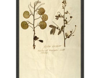 Herbariums Prints