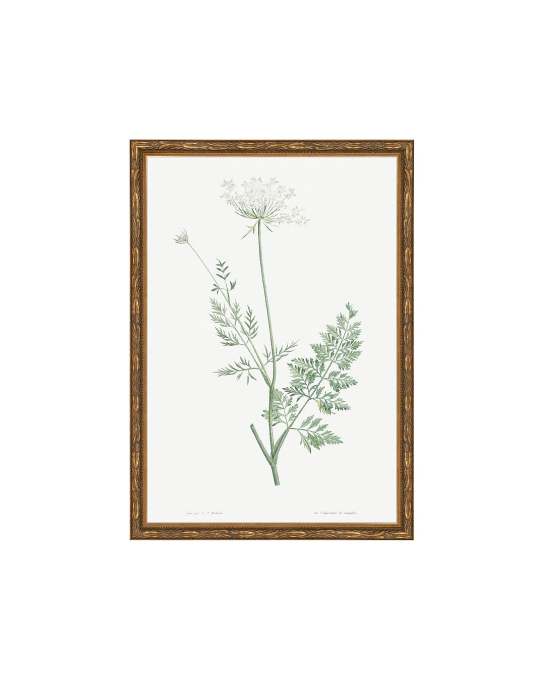 Structube Herbarium Framed Wall Art