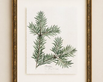 Estampe botanique de branche de sapin, art mural vintage à feuillage persistant, décoration rustique de forêt. Étude de branche de sapin III