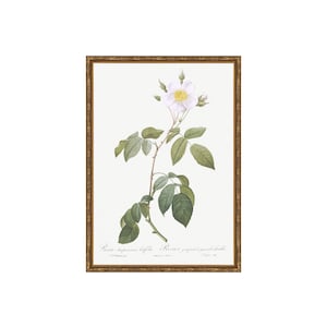 FRAMED. Classic Herbarium VII. Pressed Botanical Drawing Art. Vintage Dried Flower Botanical Framed Art. Framed Herb Wall Art.