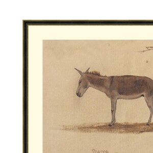 May include: A framed drawing of a donkey, in a light brown color, standing on a light brown background. The drawing is titled "Burro" in the bottom right corner.
