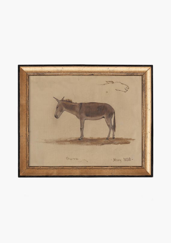 FRAMED. Burro. Antique Animal Art. Vintage Animal Wall.  Donkey Study Art Print. Fine Art Print. Cottage Decor. Animal Drawing Decor.